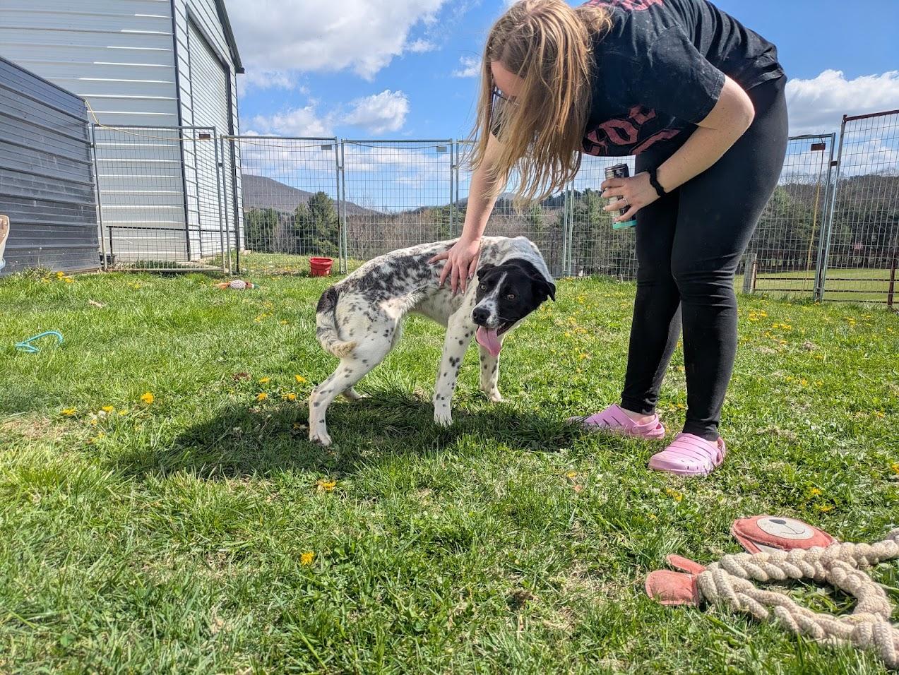 Enlarge Muttley, a Adoptable mixed breed in Covington, VA image 2/6