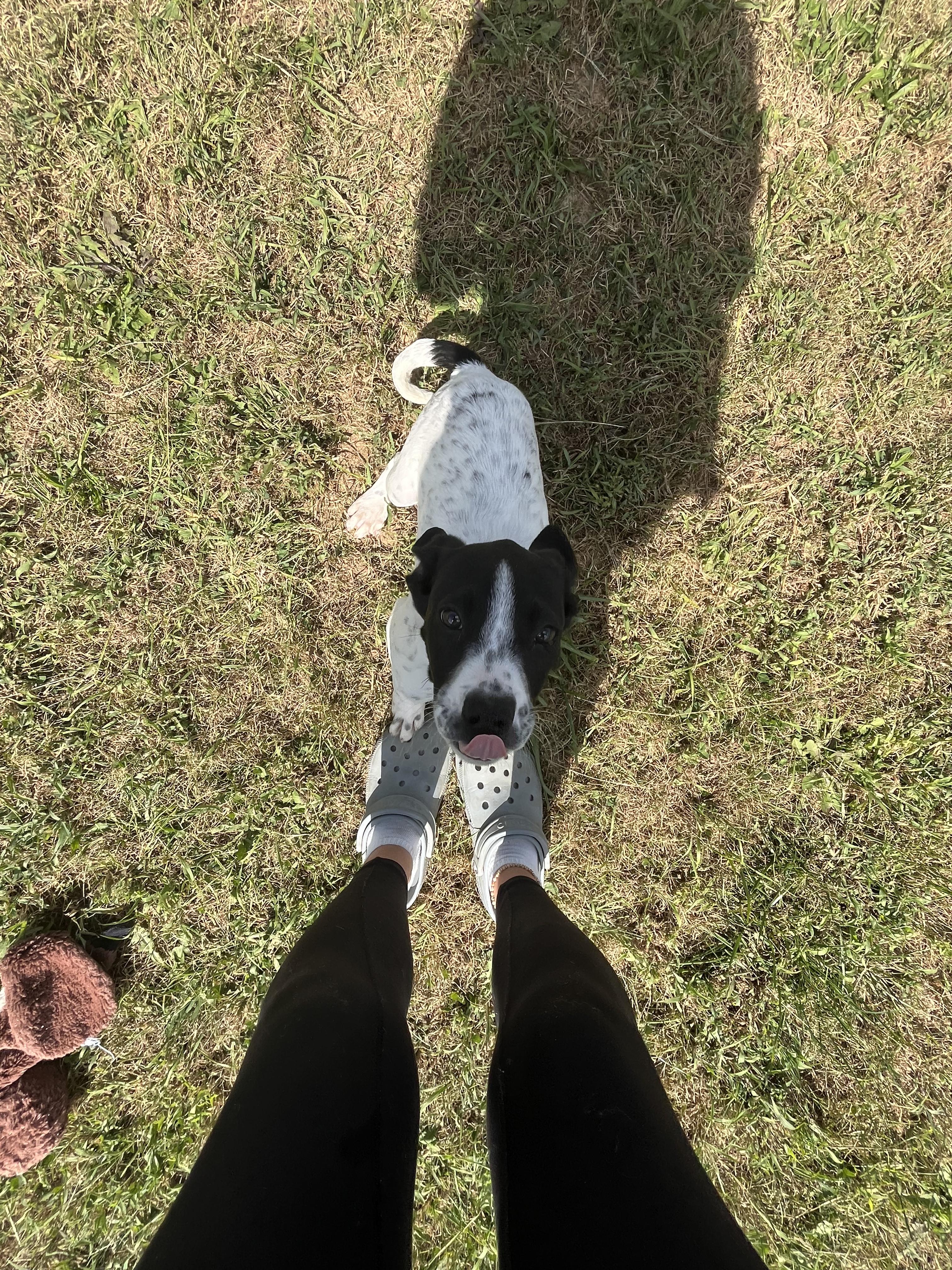 Muttley, a Adoptable mixed breed in Covington, VA image 6/6