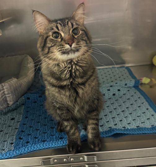 Karma, an adopted Tabby in Hibbing, MN_image-1