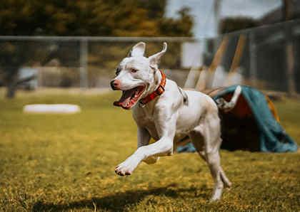 Enlarge Helena, a Adoptable mixed breed in Norfolk, VA image 1/3