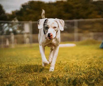 Helena, Adoptable, Puppy Female Catahoula Leopard Dog & Mixed Breed.