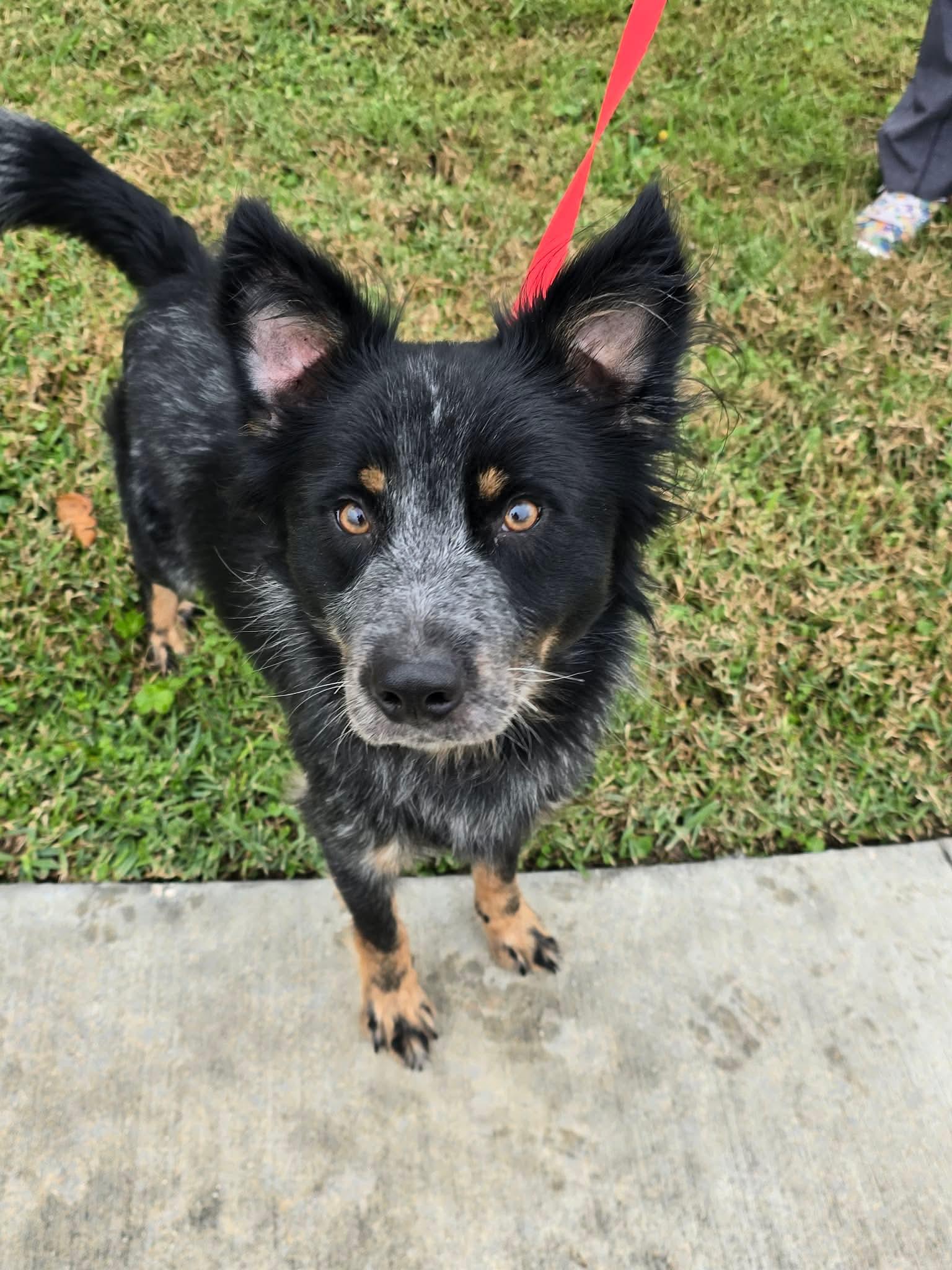 Enlarge Danny, a ADOPTABLE mixed breed in Tylertown, MS image 1/1