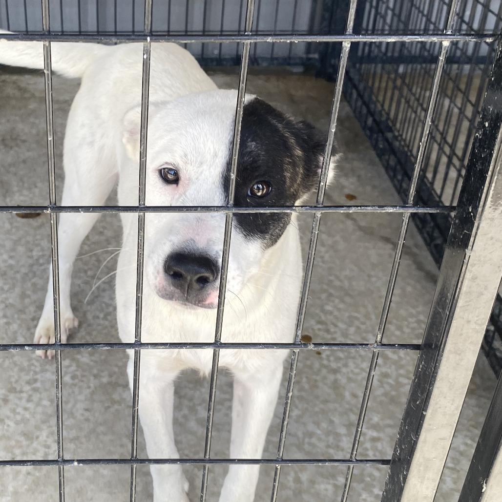 Cookie - 082004T, Adoptable, Young Male Cattle Dog.