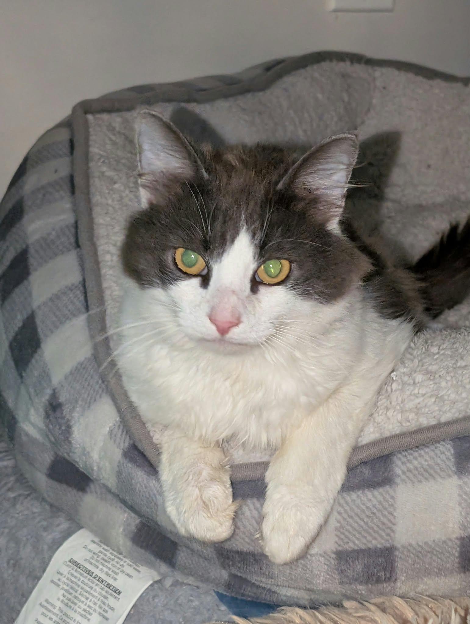 Enlarge Sterling, a Adopted Domestic Long Hair in Edmonton, AB image 2/2