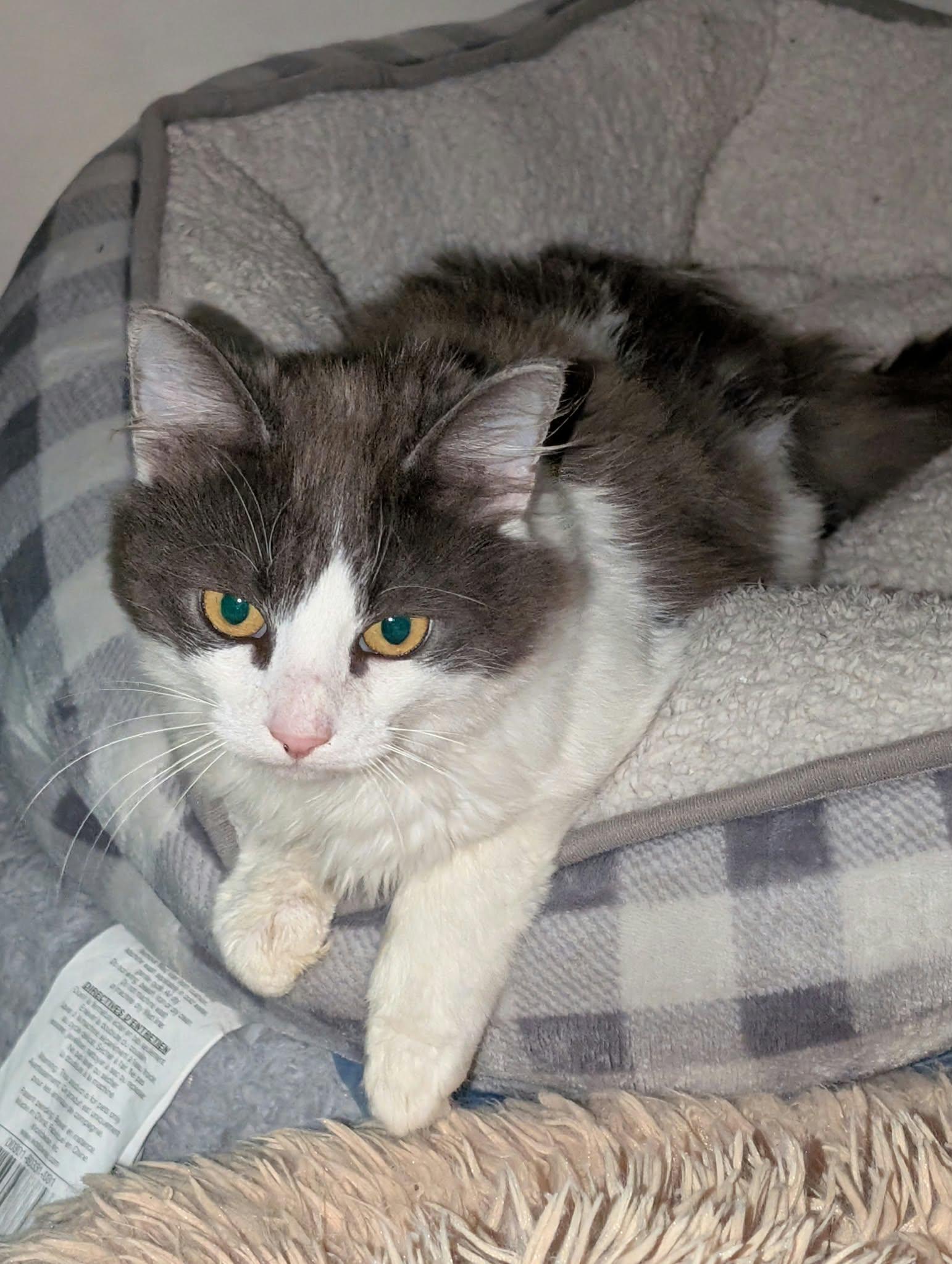 Sterling, Adopted, Kitten Male Domestic Long Hair.
