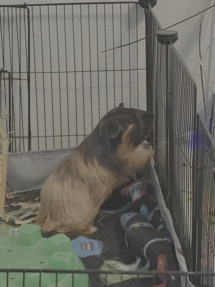 Enlarge Hudson, an adoptable Guinea Pig in Austin, TX image 3/3