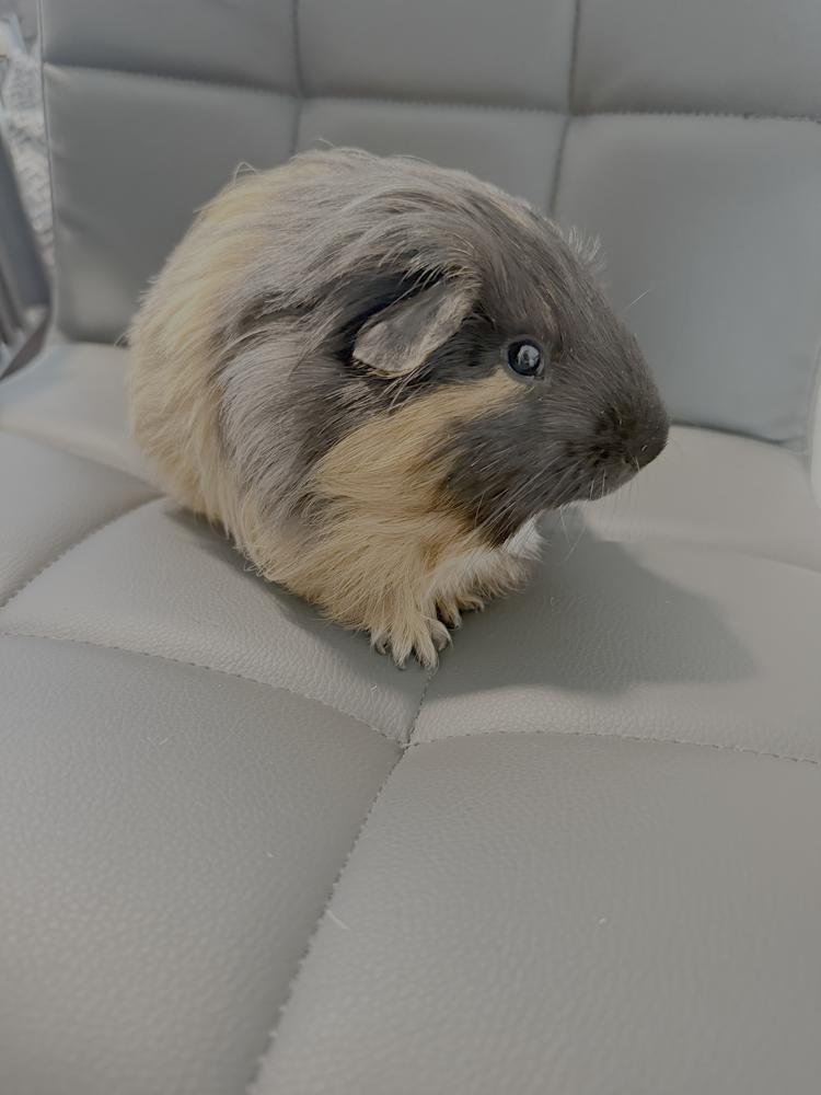 Hudson, adoptable, Adult Male Guinea Pig.