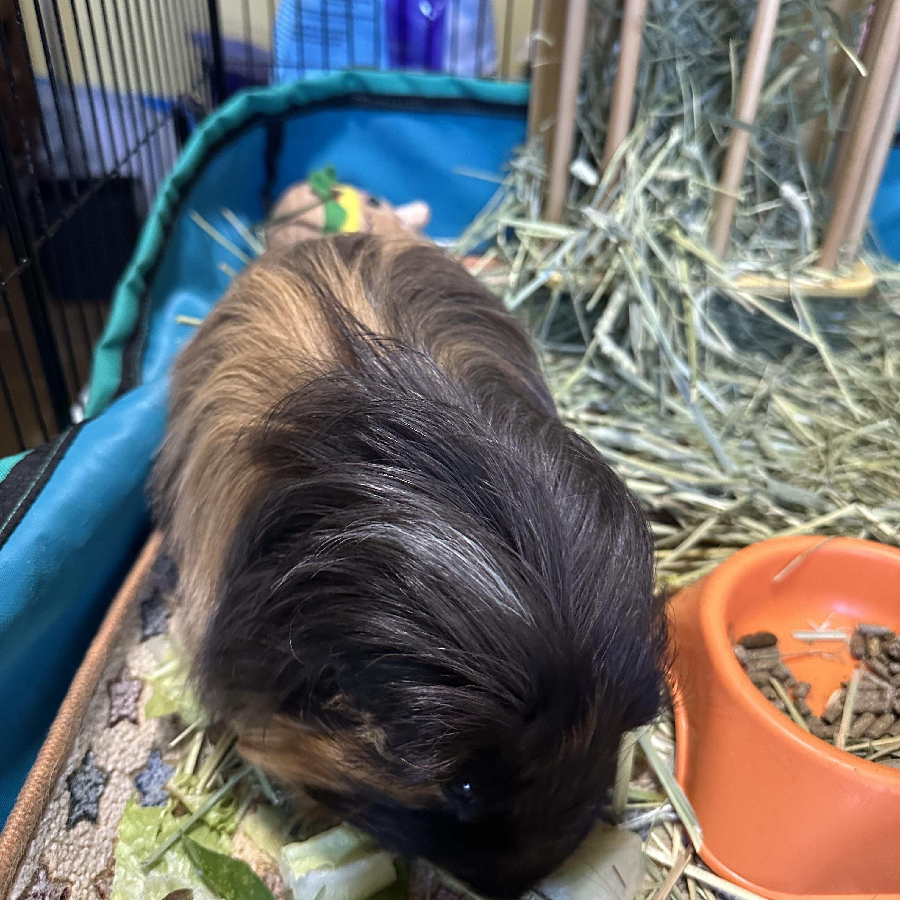 Enlarge Hudson, a Adoptable Guinea Pig in Austin, TX image 2/6