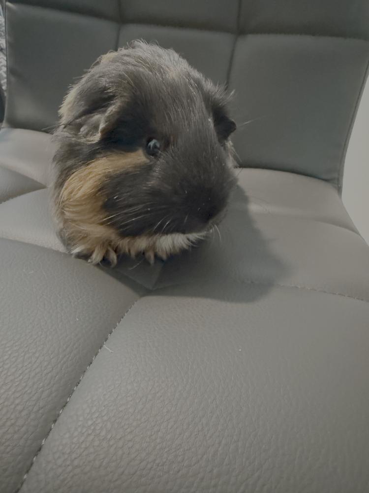 Enlarge Hudson, an adoptable Guinea Pig in Austin, TX image 2/3