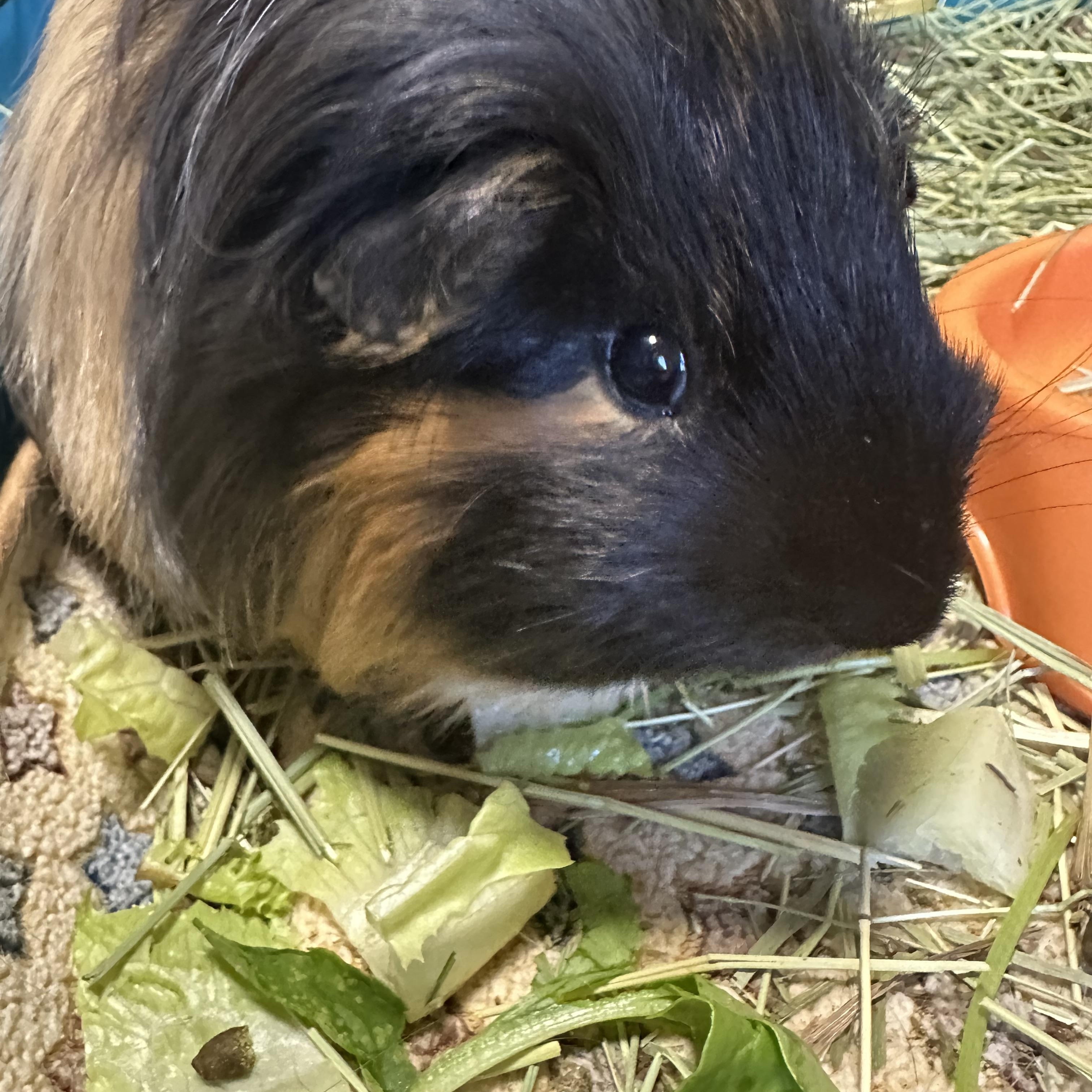 Hudson, Adoptable, Adult Male Guinea Pig.