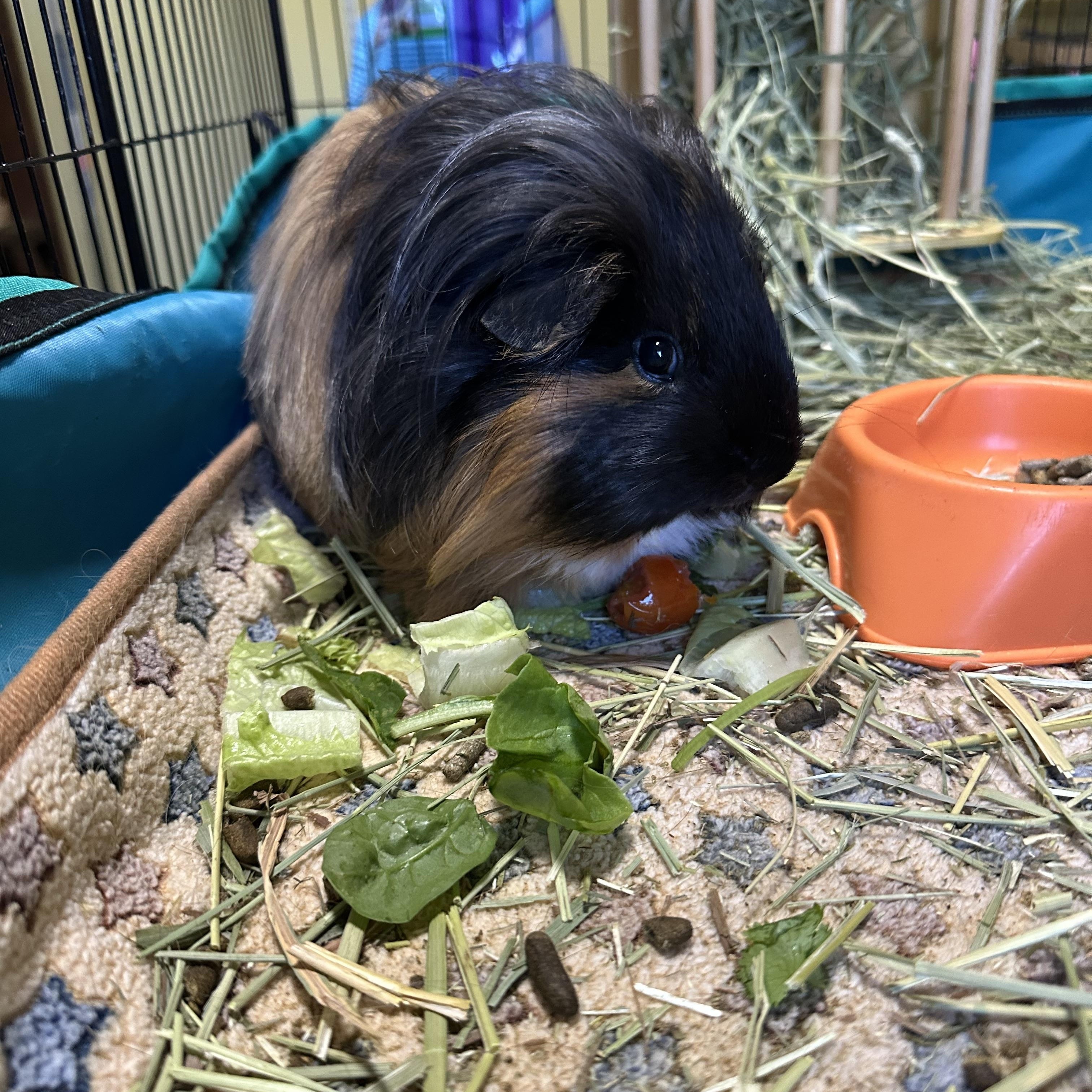 Enlarge Hudson, a Adoptable Guinea Pig in Austin, TX image 3/6