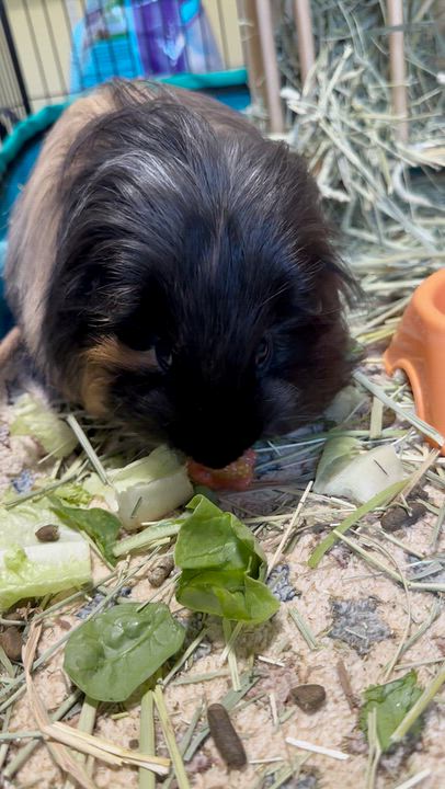 Enlarge Hudson, a Adoptable Guinea Pig in Austin, TX video 4/6