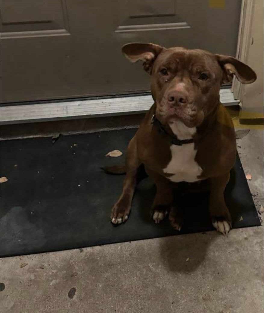 Dumped Momma to puppies, Adopted, Adult Female American Staffordshire Terrier.