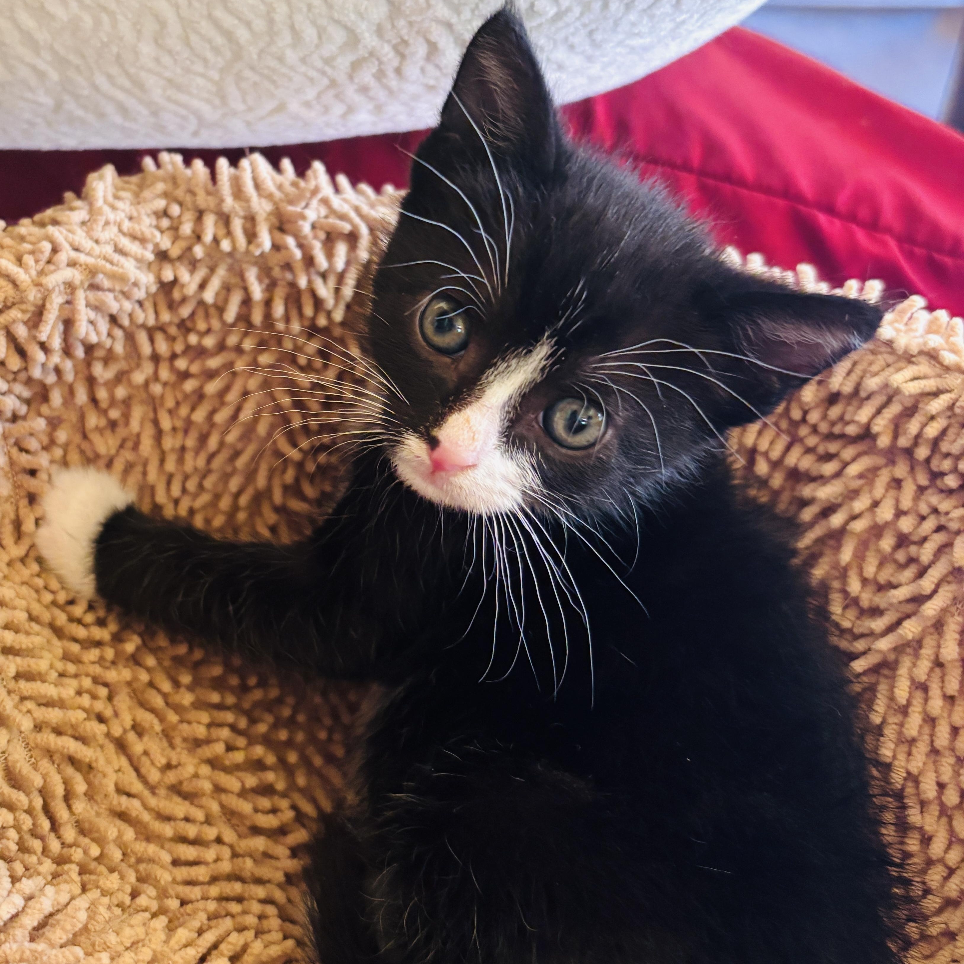 Panda, a ADOPTABLE Tuxedo in Pinole, CA image 3/4