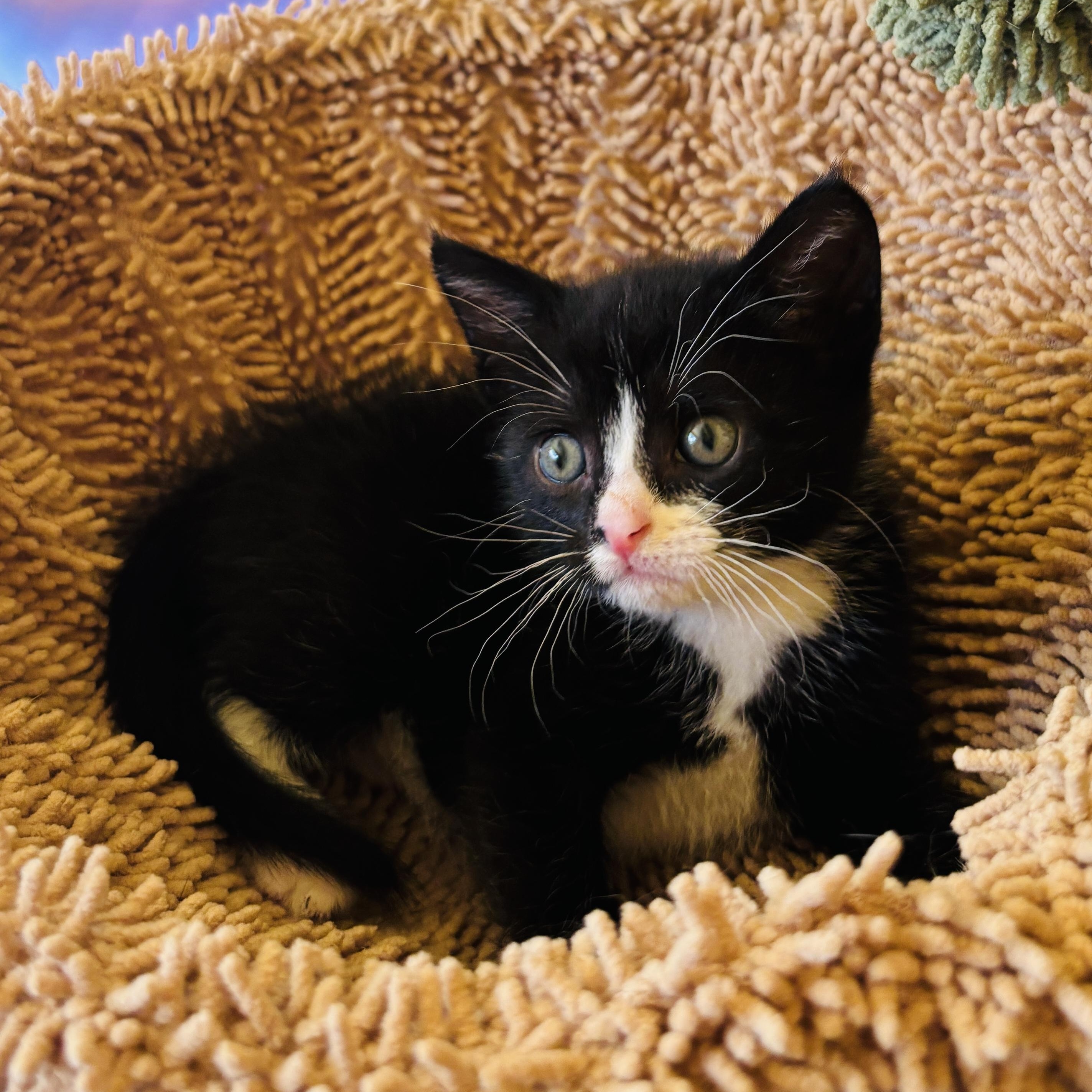 Panda, ADOPTABLE, Kitten Male Tuxedo.