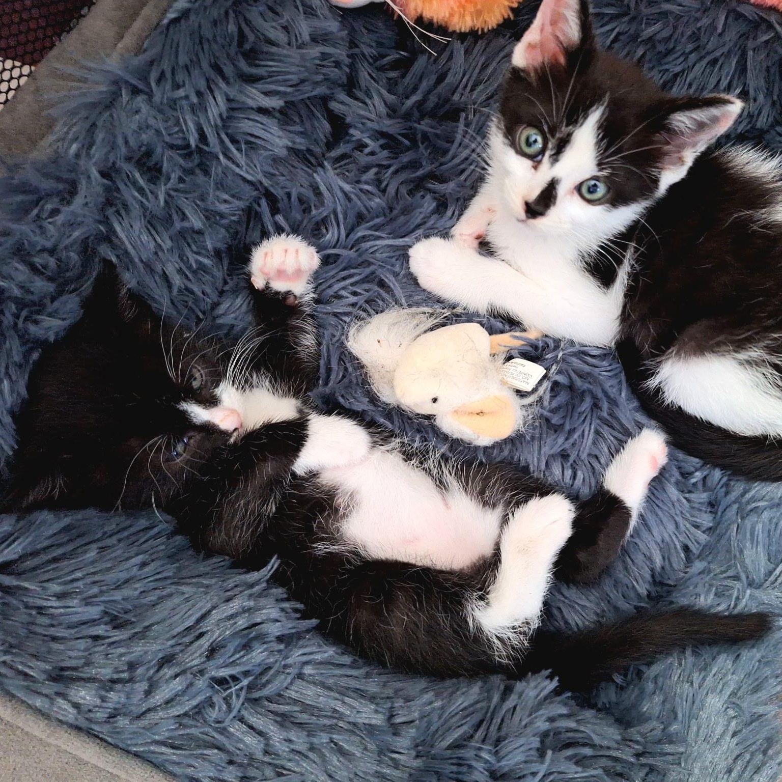 Panda, a ADOPTABLE Tuxedo in Pinole, CA image 4/4