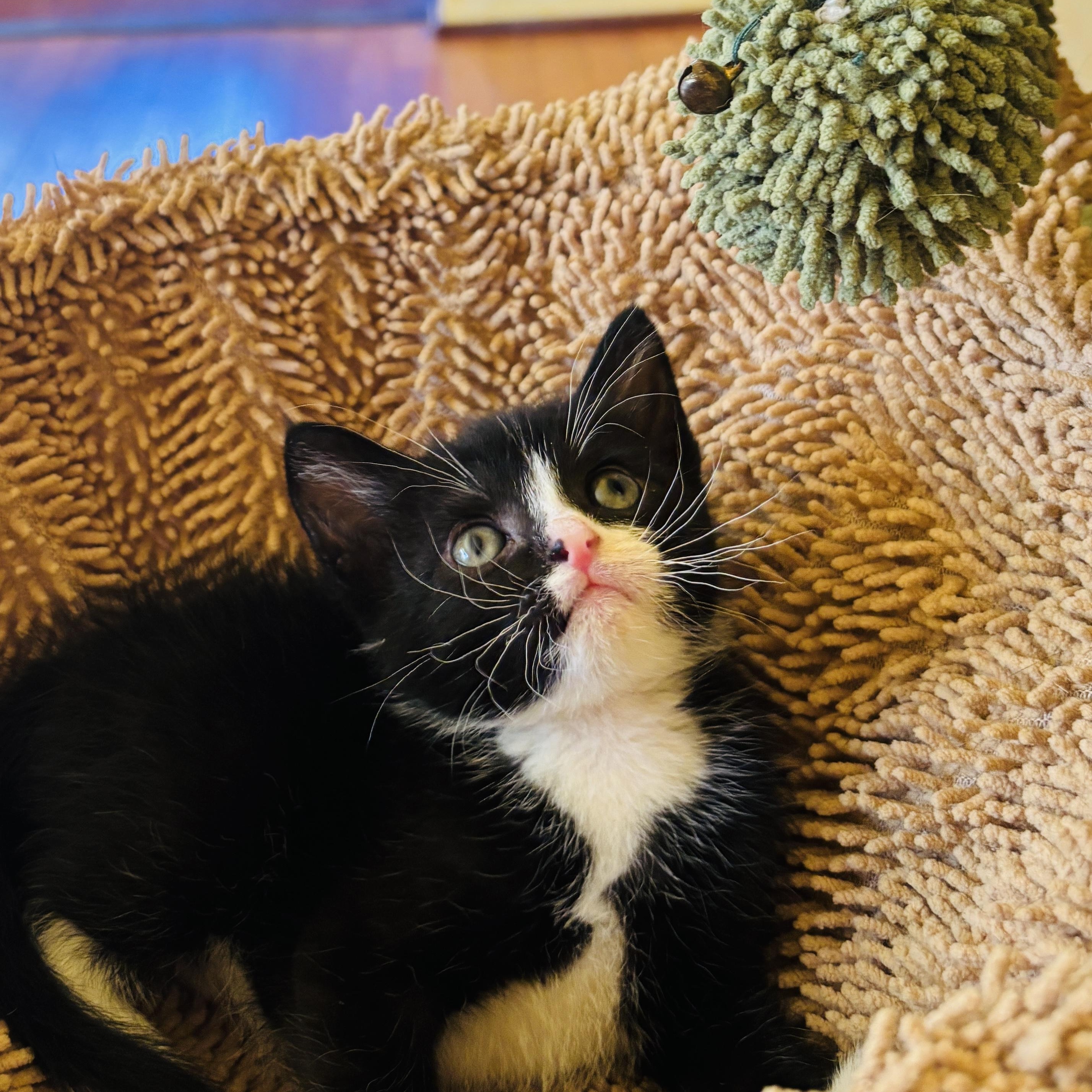 Panda, a ADOPTABLE Tuxedo in Pinole, CA image 2/4
