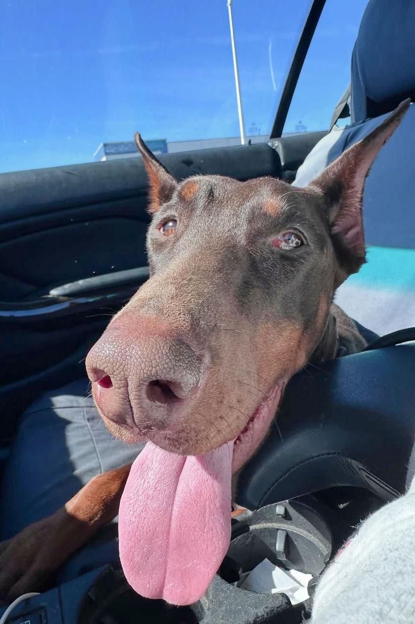 Phoebe 3518, a Adopted Doberman Pinscher in Oakland Park, FL image 1/3