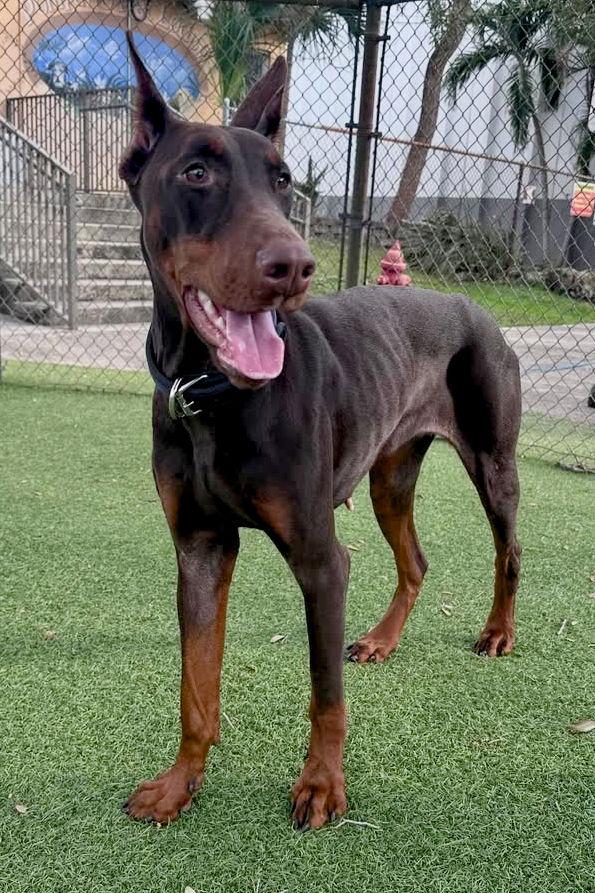 Phoebe 3518, a Adopted Doberman Pinscher in Oakland Park, FL image 3/3