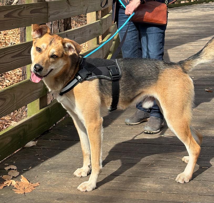 Enlarge Pajune, a Adopted Shepherd in Decatur, GA image 1/3