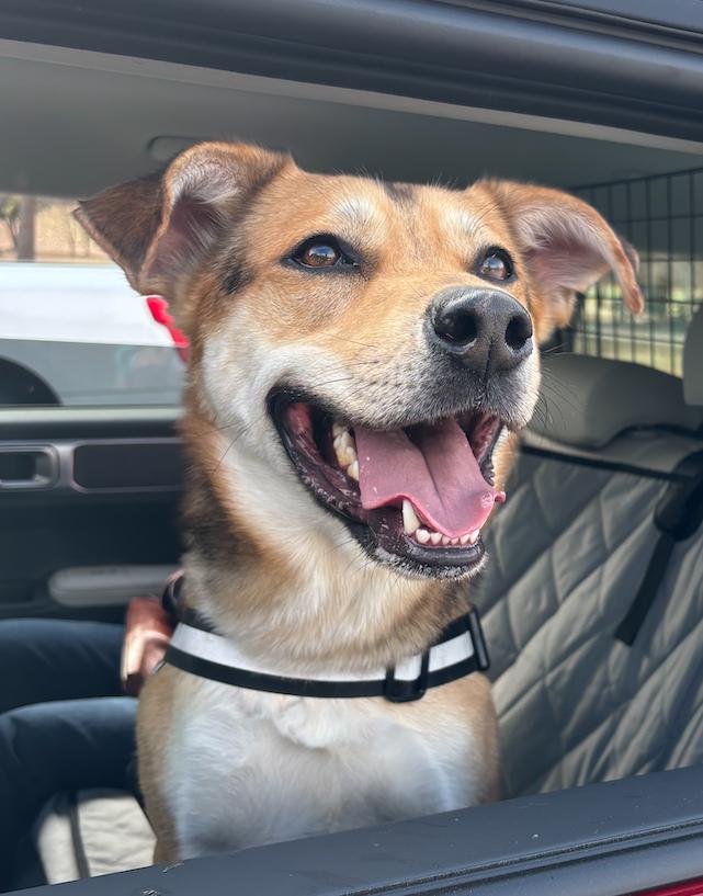 Enlarge Pajune, a Adopted Shepherd in Decatur, GA image 3/3
