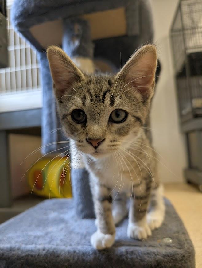 Enlarge Dirk, a ADOPTABLE Domestic Short Hair in Waupun, WI image 4/4