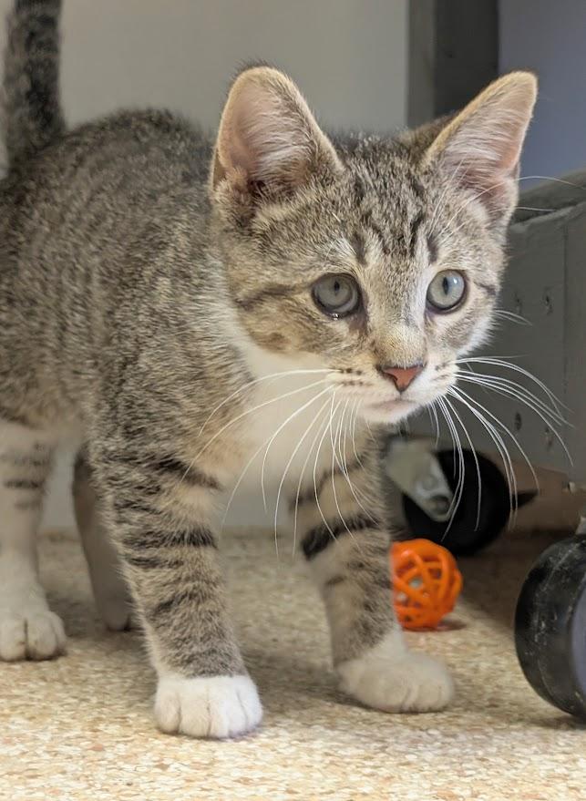 Dirk, ADOPTABLE, Young Male Domestic Short Hair.