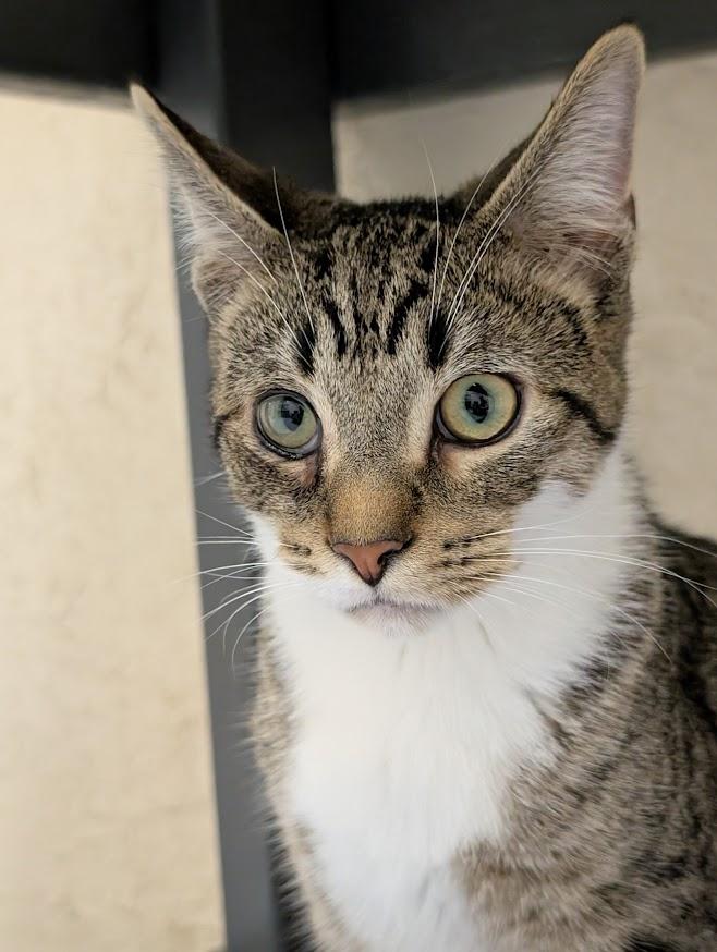 Dirk, Adoptable, Young Male Domestic Short Hair.