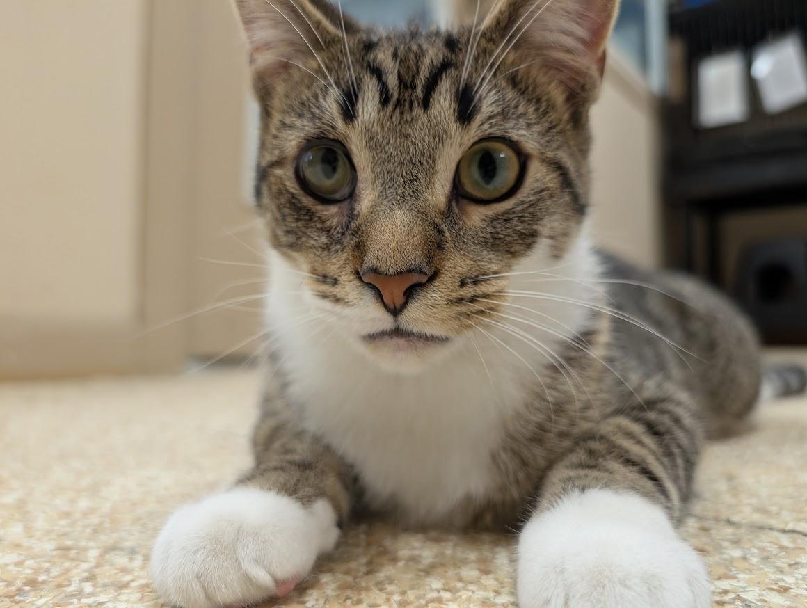 Enlarge Dirk, a Adoptable Domestic Short Hair in Waupun, WI image 3/4