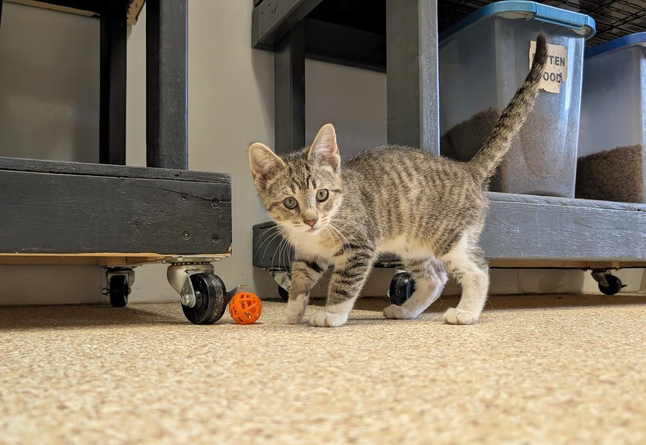 Enlarge Dirk, a ADOPTABLE Domestic Short Hair in Waupun, WI image 3/4