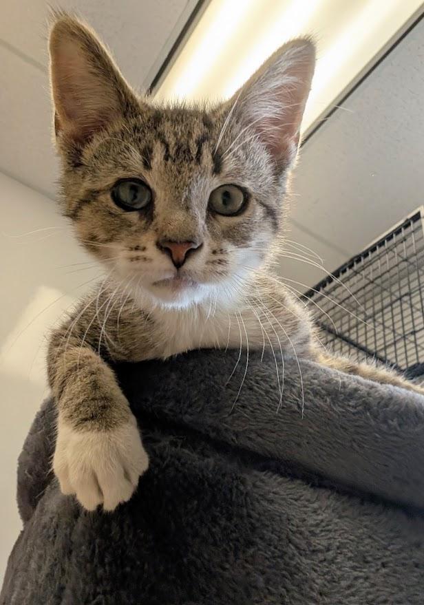 Enlarge Dirk, a ADOPTABLE Domestic Short Hair in Waupun, WI image 2/4
