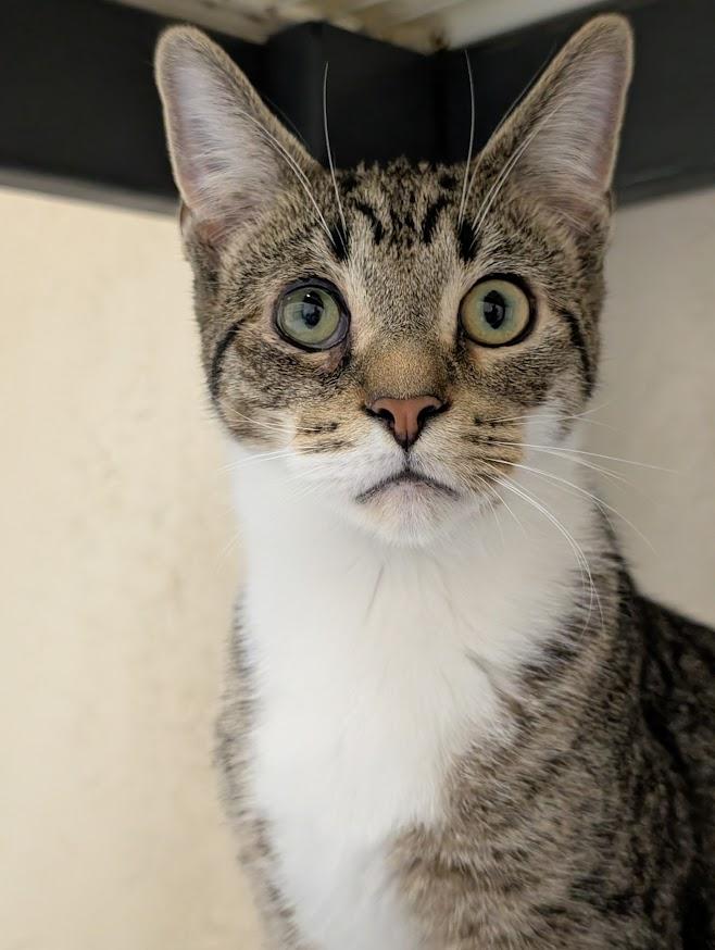 Enlarge Dirk, a Adoptable Domestic Short Hair in Waupun, WI image 4/4