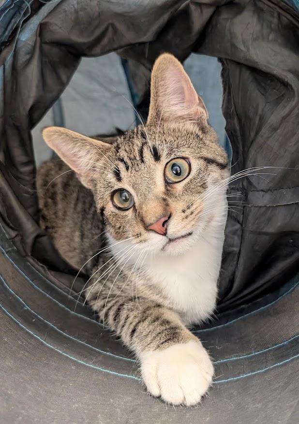 Enlarge Dirk, a Adoptable Domestic Short Hair in Waupun, WI image 2/4