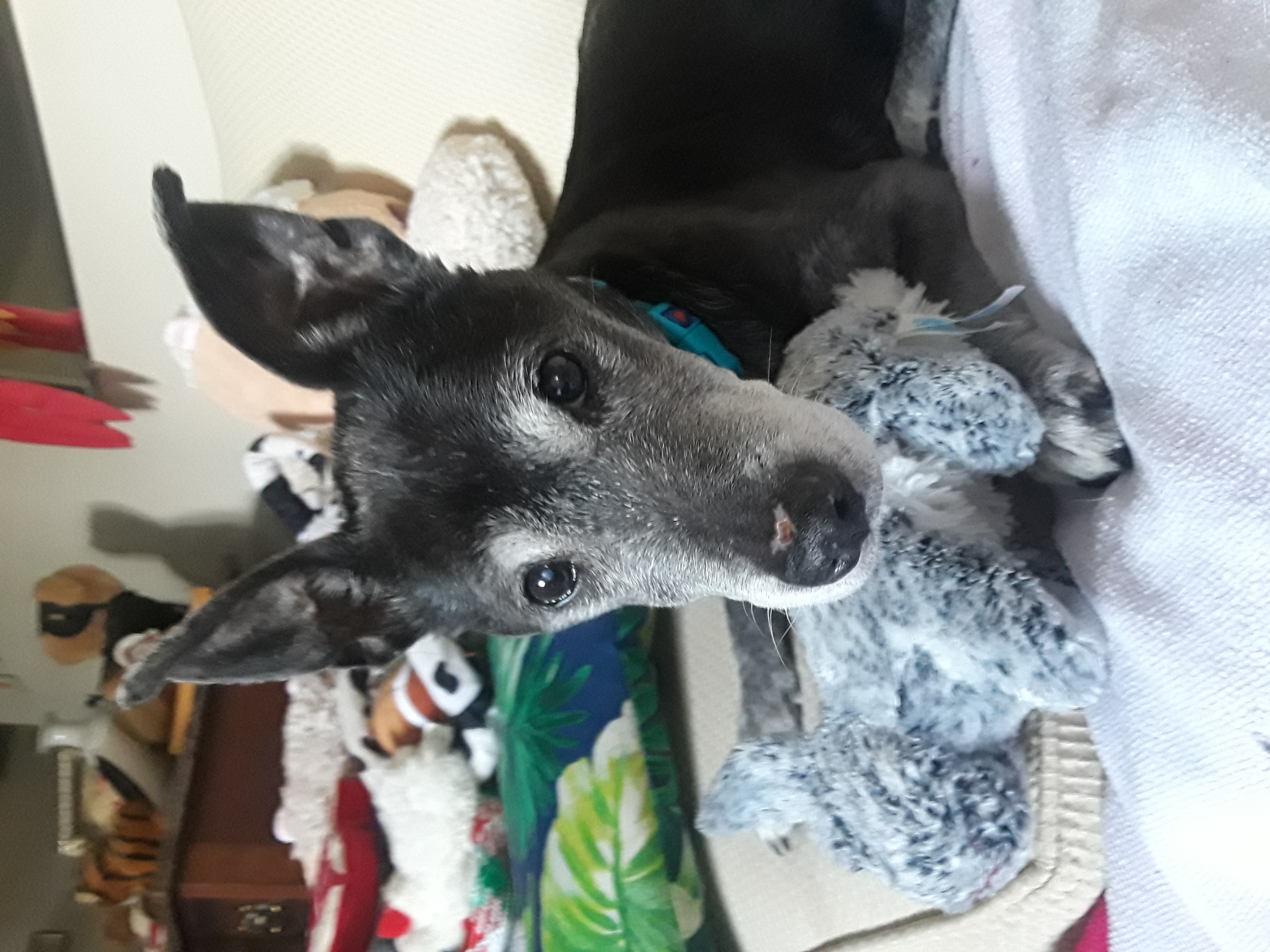 Libby, a Adopted mixed breed in Baldwin, MD image 1/2