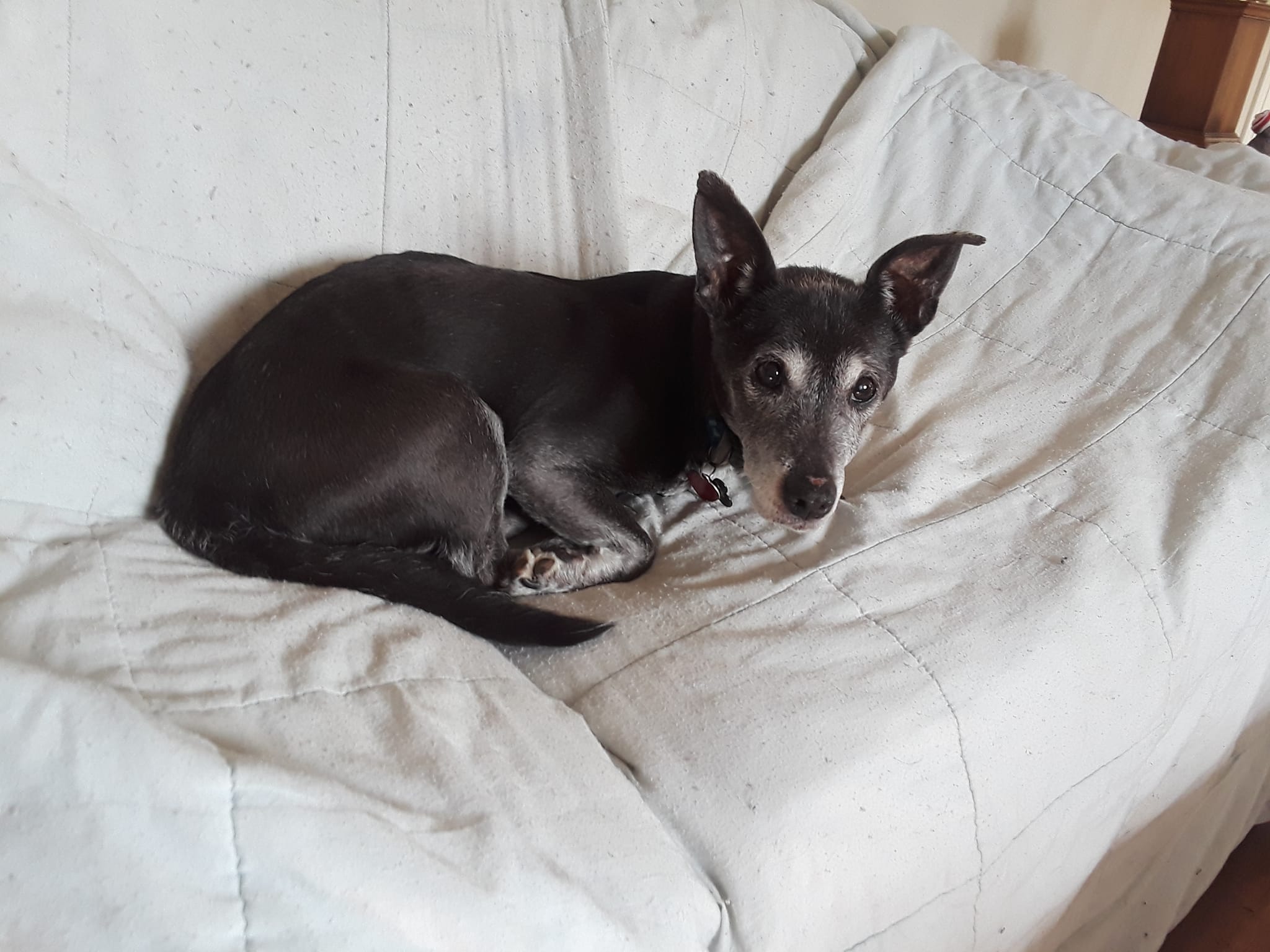 Libby, a Adopted mixed breed in Baldwin, MD image 2/2