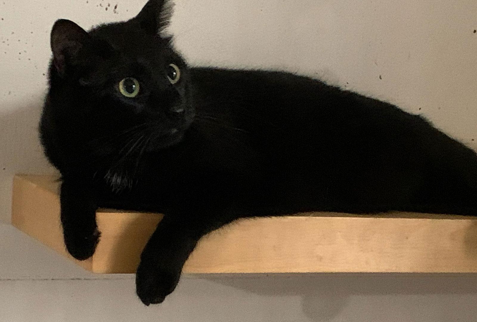 Cw Litter Sarah S, Adoptable, Adult Female Domestic Short Hair.