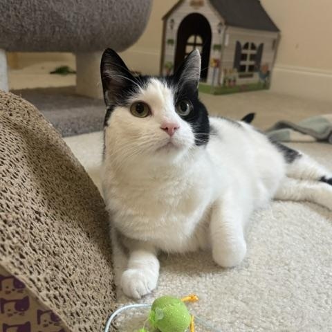 Harmony By Your Side, ADOPTABLE, Adult Female American Shorthair.