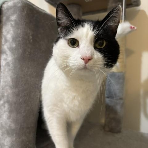 Harmony By Your Side, a ADOPTABLE American Shorthair in Bristow, VA image 3/4