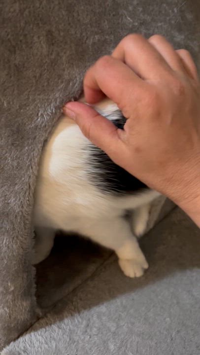 Enlarge Harmony By Your Side, a ADOPTABLE American Shorthair in Bristow, VA video 4/4