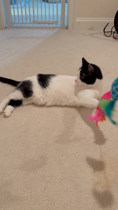Enlarge Harmony By Your Side, a ADOPTABLE American Shorthair in Bristow, VA video 1/4