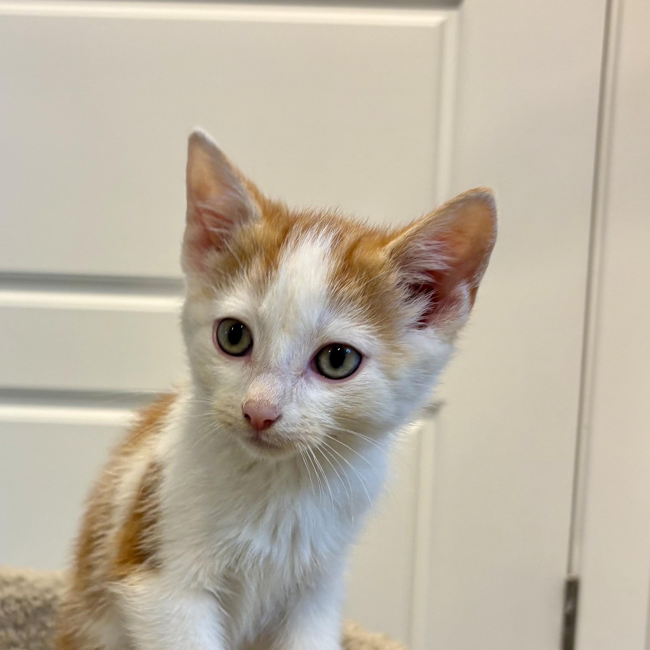 Enlarge Citrouille, a Adopted Domestic Short Hair in Wakefield, QC image 2/6