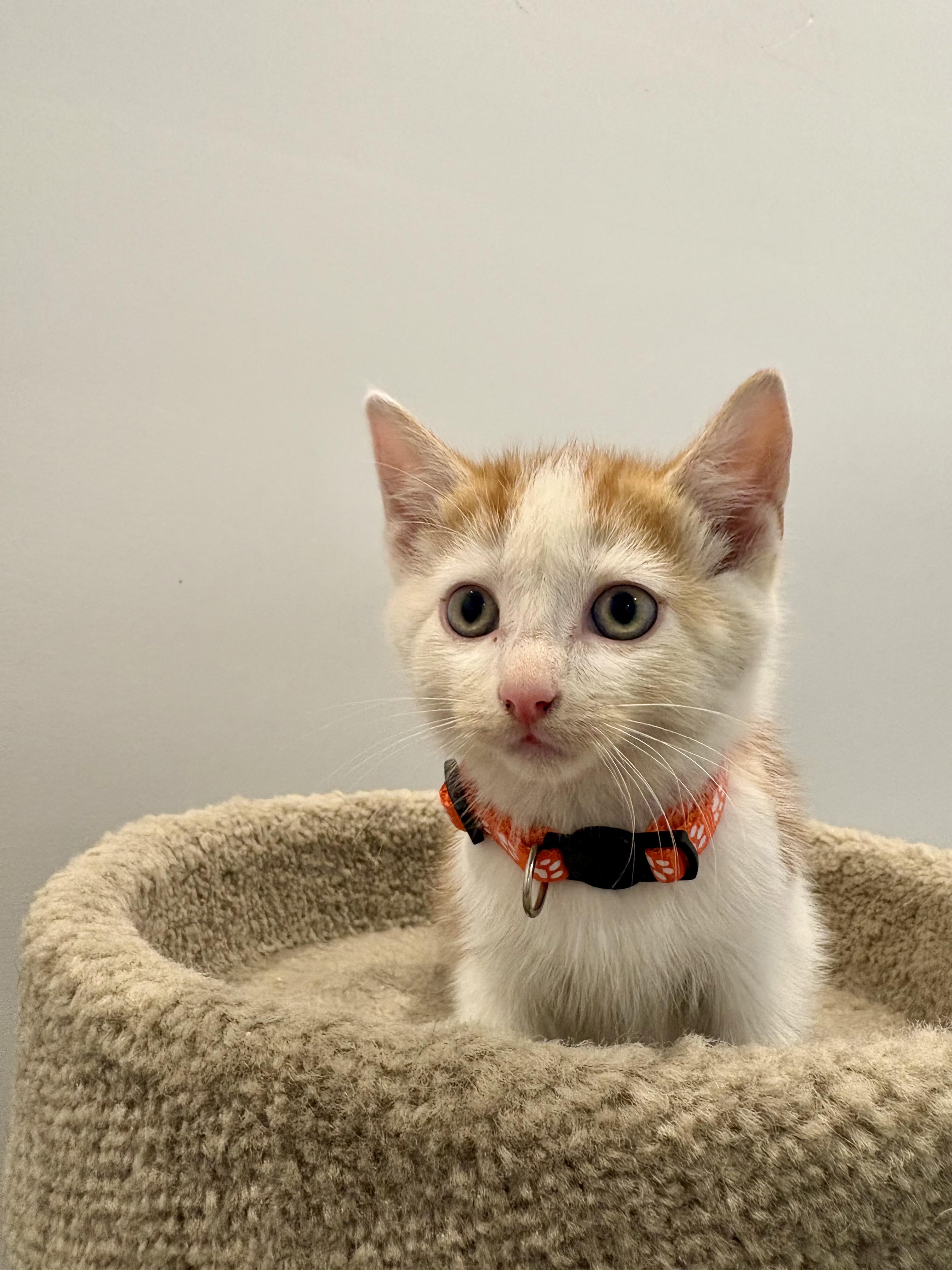 Enlarge Citrouille, a Adopted Domestic Short Hair in Wakefield, QC image 4/6