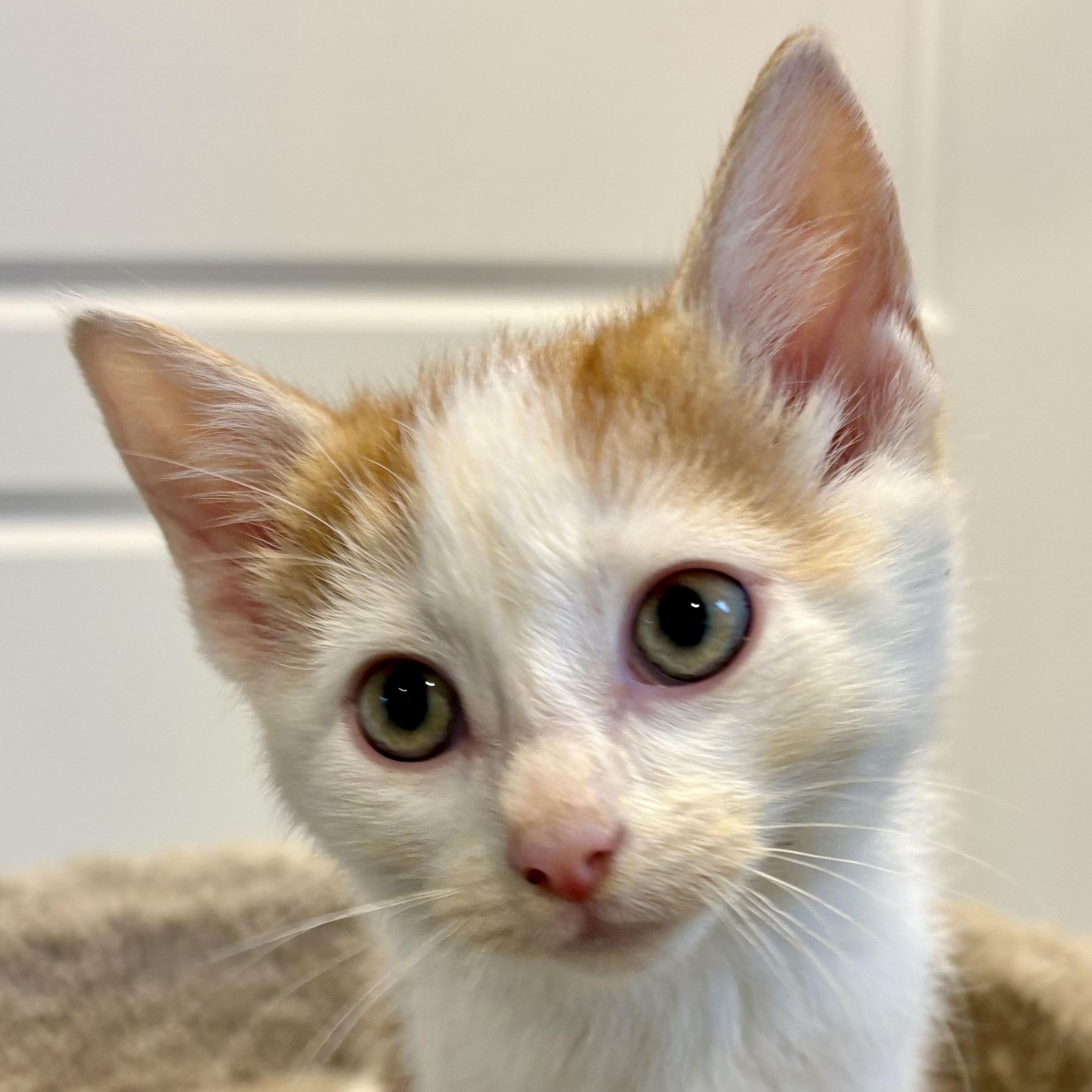 Enlarge Citrouille, a Adopted Domestic Short Hair in Wakefield, QC image 1/6