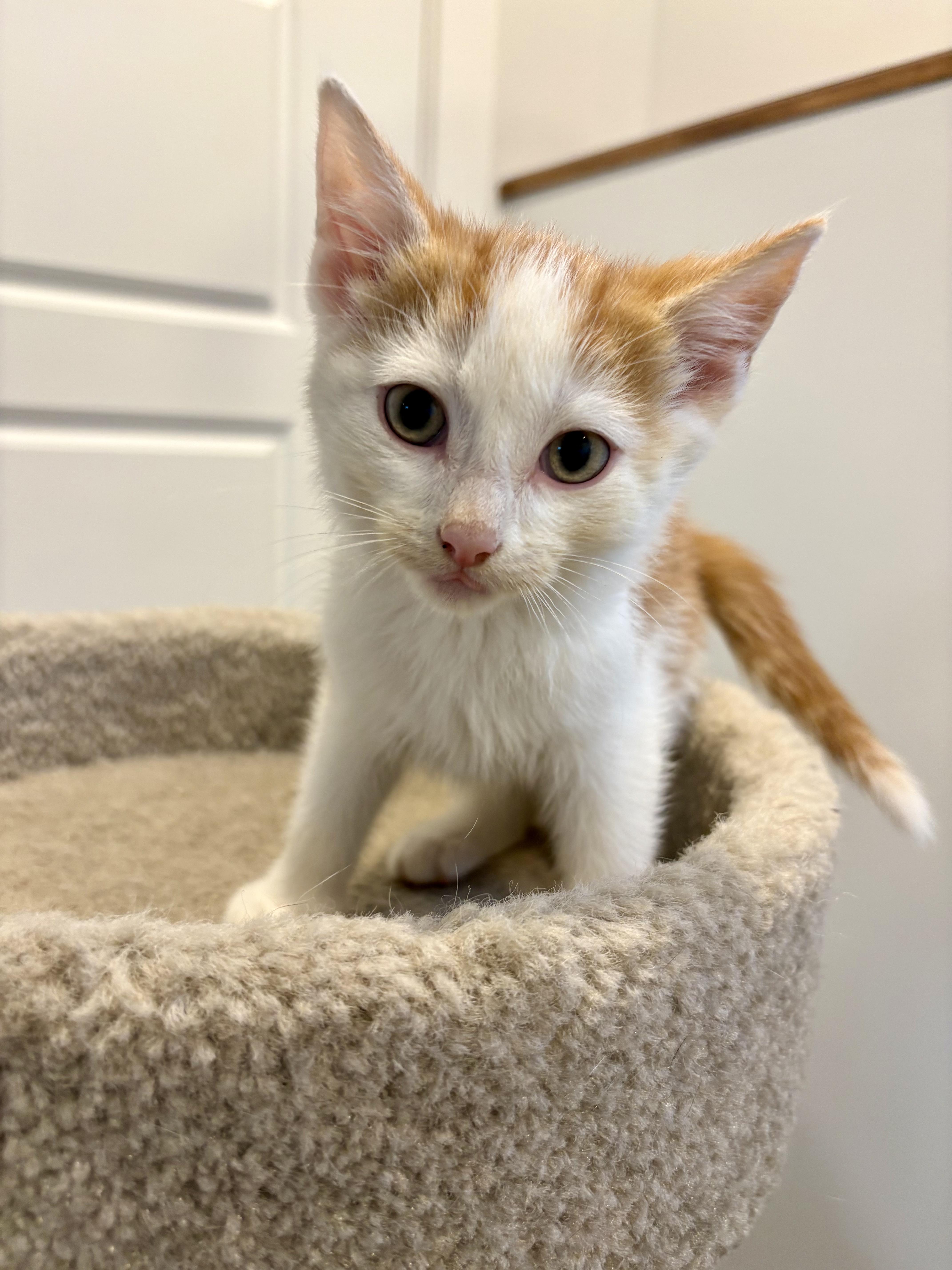 Enlarge Citrouille, a Adopted Domestic Short Hair in Wakefield, QC image 3/6