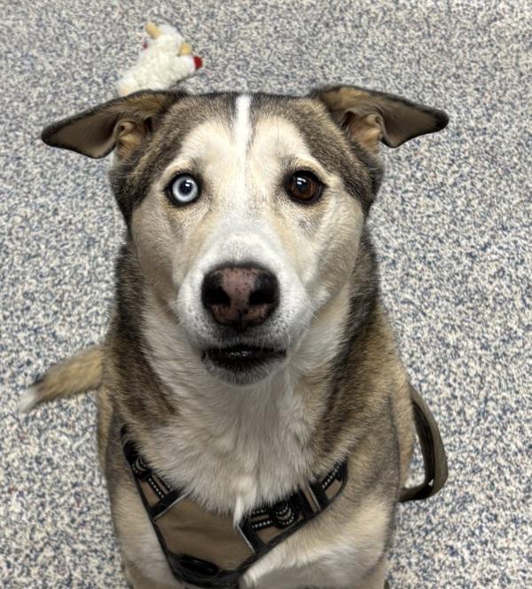 Enlarge Salvy, a Adoptable mixed breed in Golden, CO image 1/2