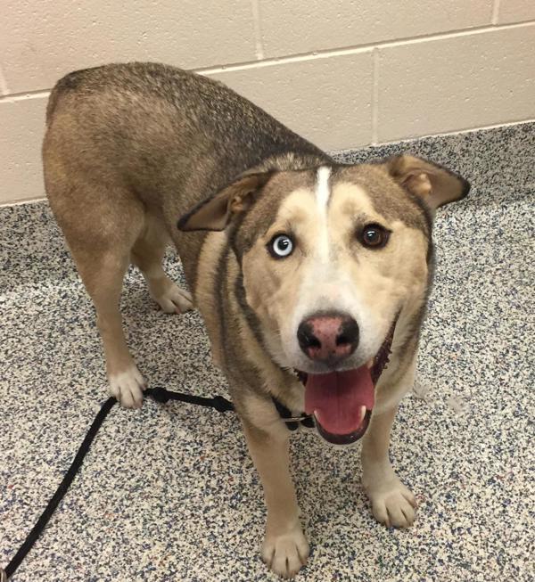 Enlarge Salvy, a Adoptable mixed breed in Golden, CO image 5/6