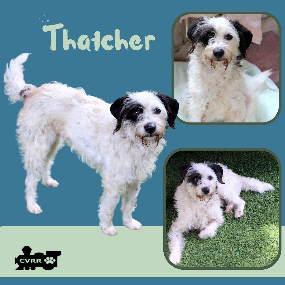Thatcher, Adoptable, Adult Male Terrier & Australian Shepherd.