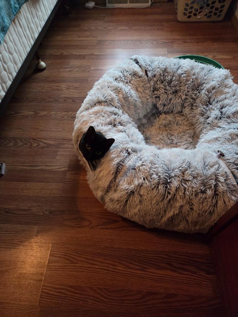 Spirit, Adoptable, Adult Female Domestic Short Hair.