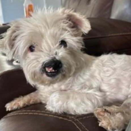 EZEE, a Adoptable Maltipoo in Marana, AZ image 1/2