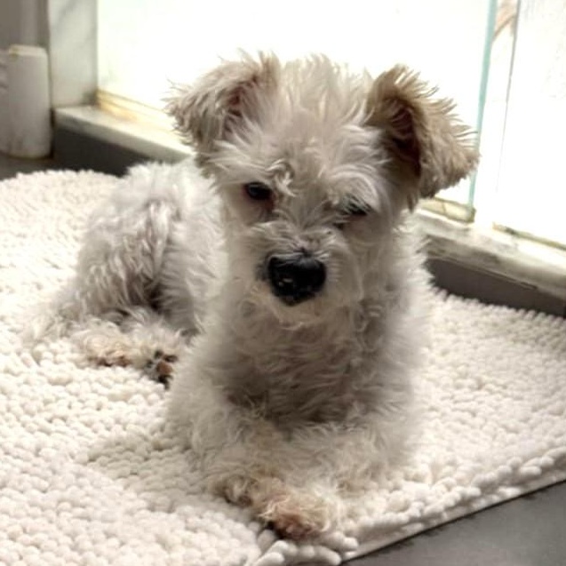 EZEE, an adoptable Maltipoo in Marana, AZ, 85658 | Photo Image 2